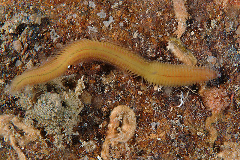 Phyllodoce sp.